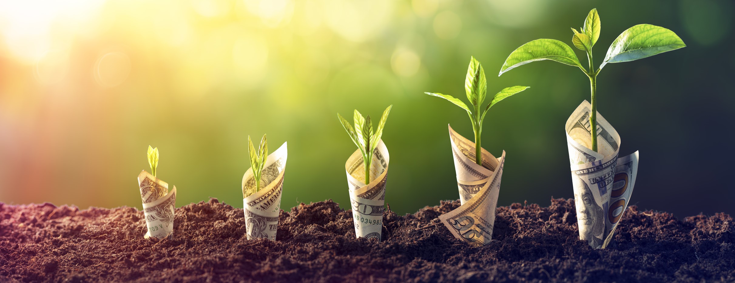 cash growing in dirt